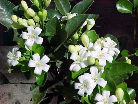hoa-nguyet-que