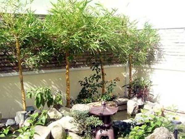 Trồng cây gì để gặp nhiều may mắn?